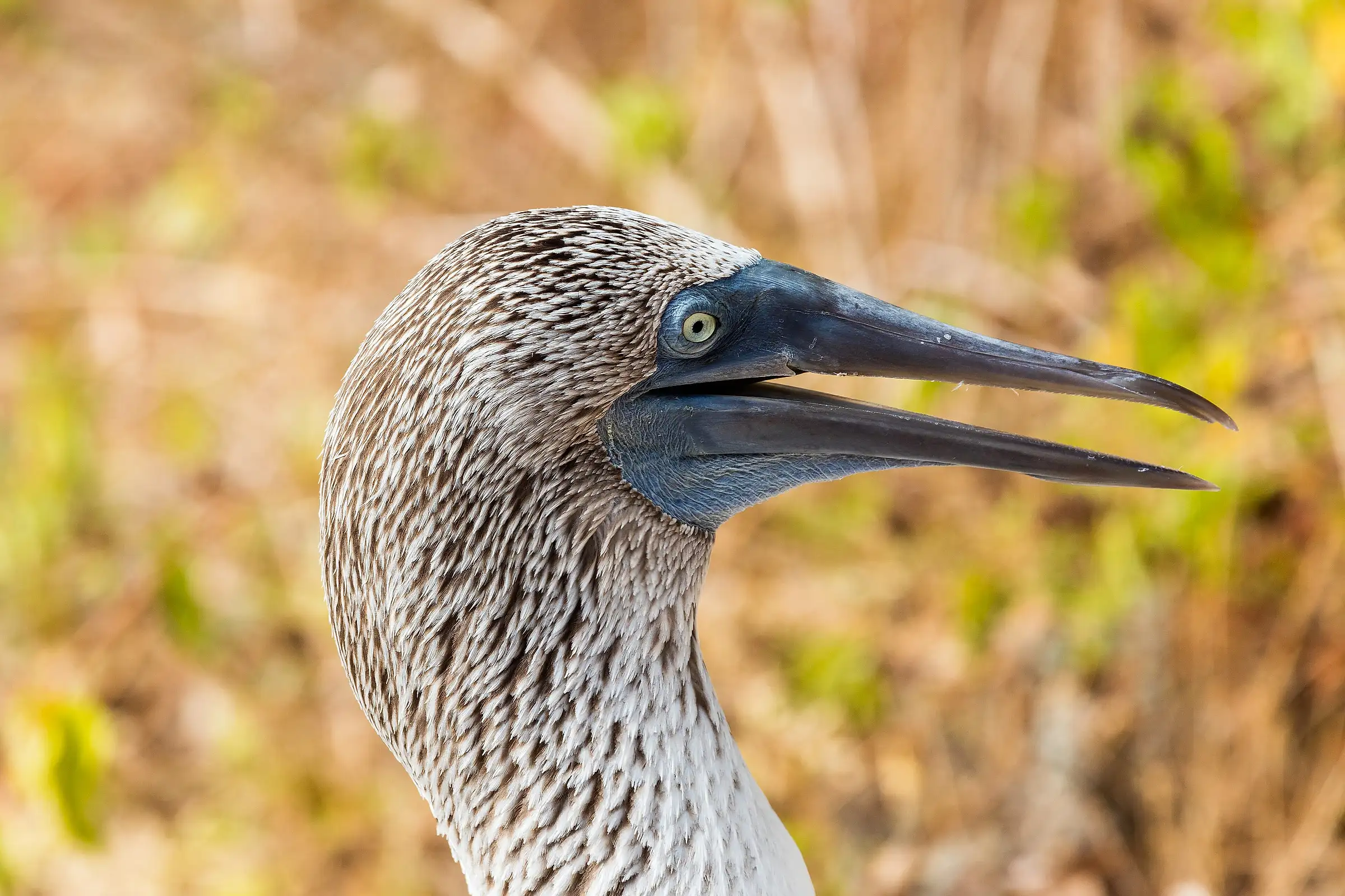 A blue-footed booby in close profile at Punta Pitt on San Cristobal, Galapagos