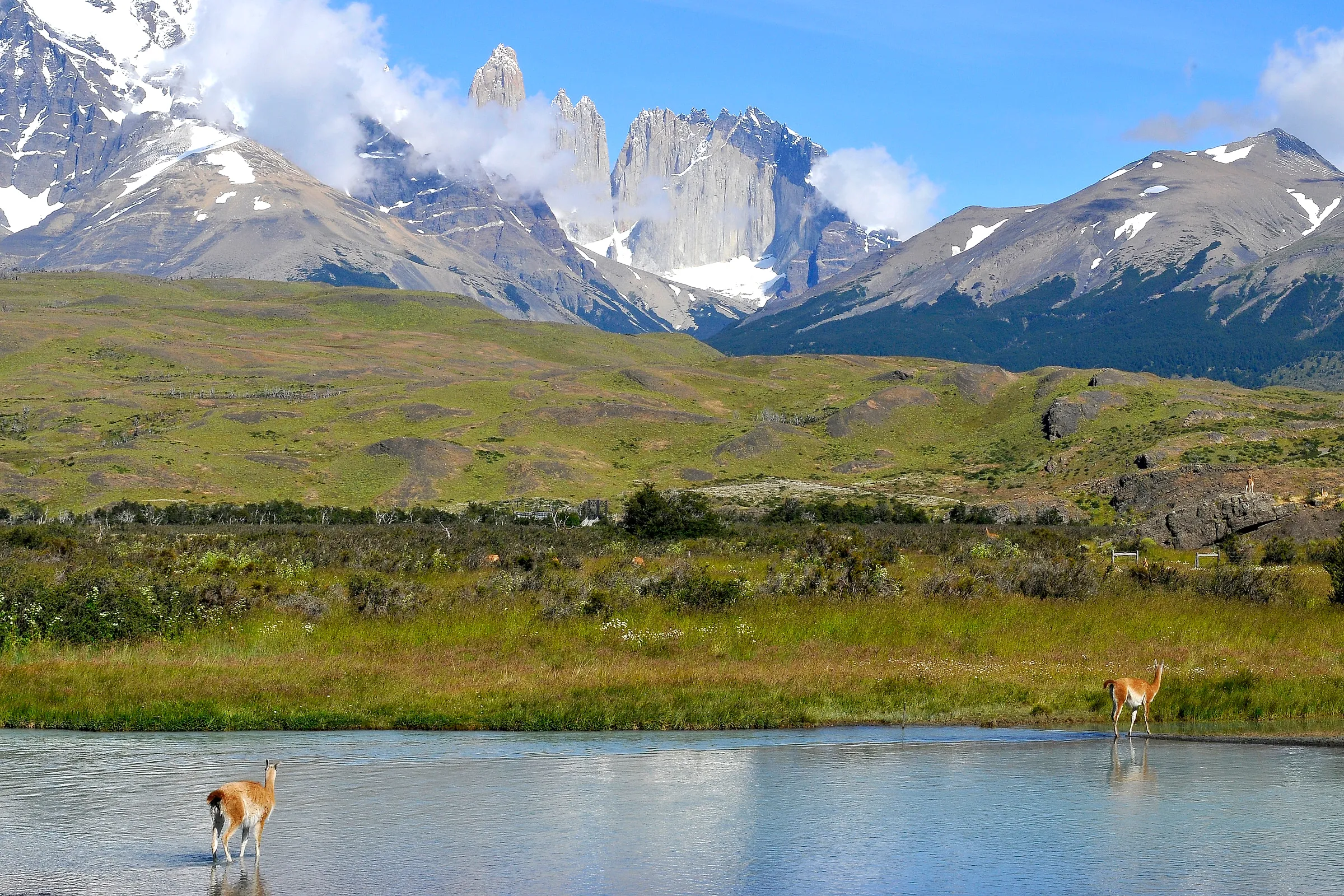 Two guanacos wading in the Paine river with the granite Towers of Paine behind, Torres del Paine National Park, Chile