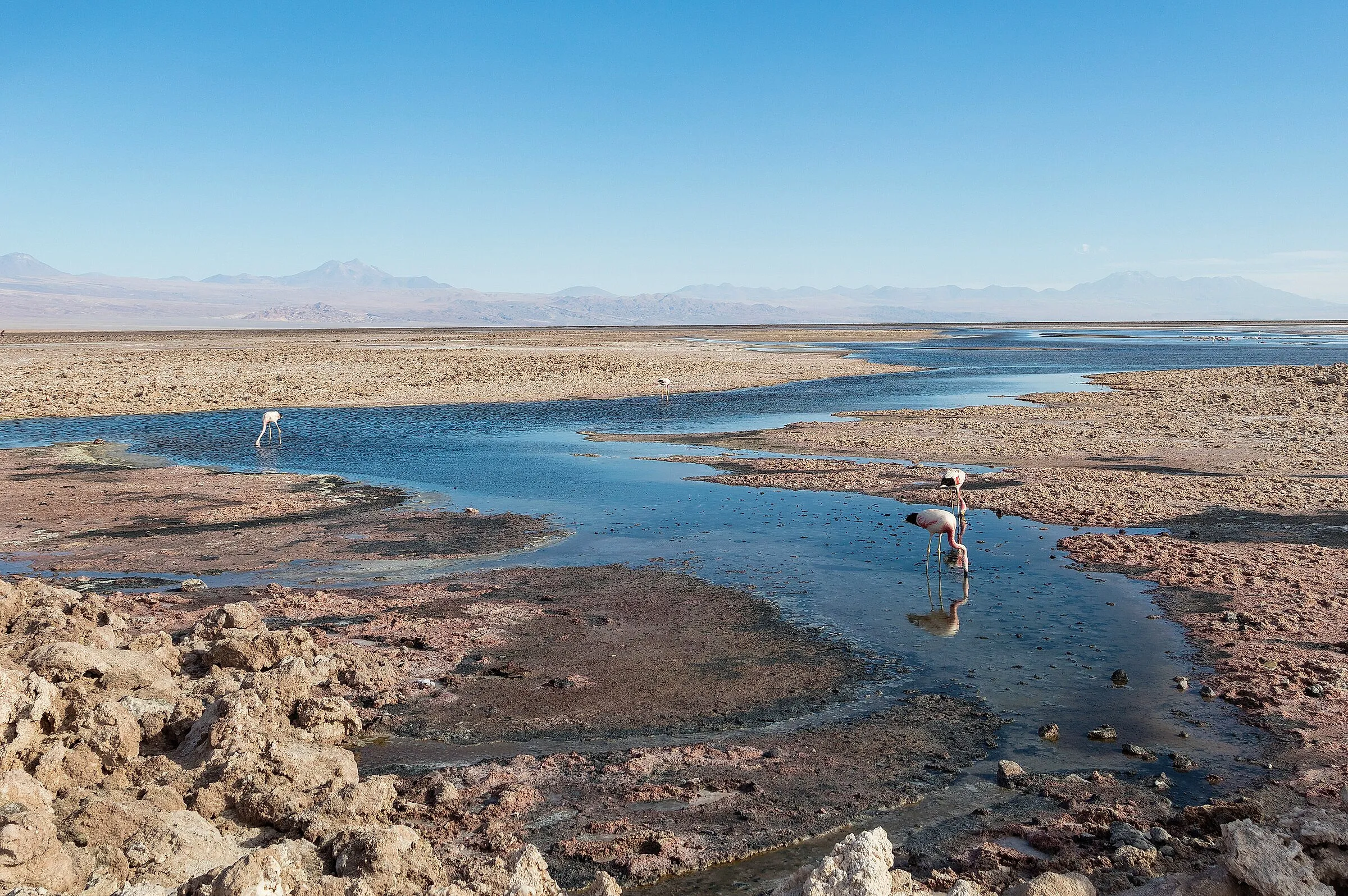 Andean flamingos feeding in the channels of Laguna Chaxa on the Salar de Atacama, with volcanoes on the horizon