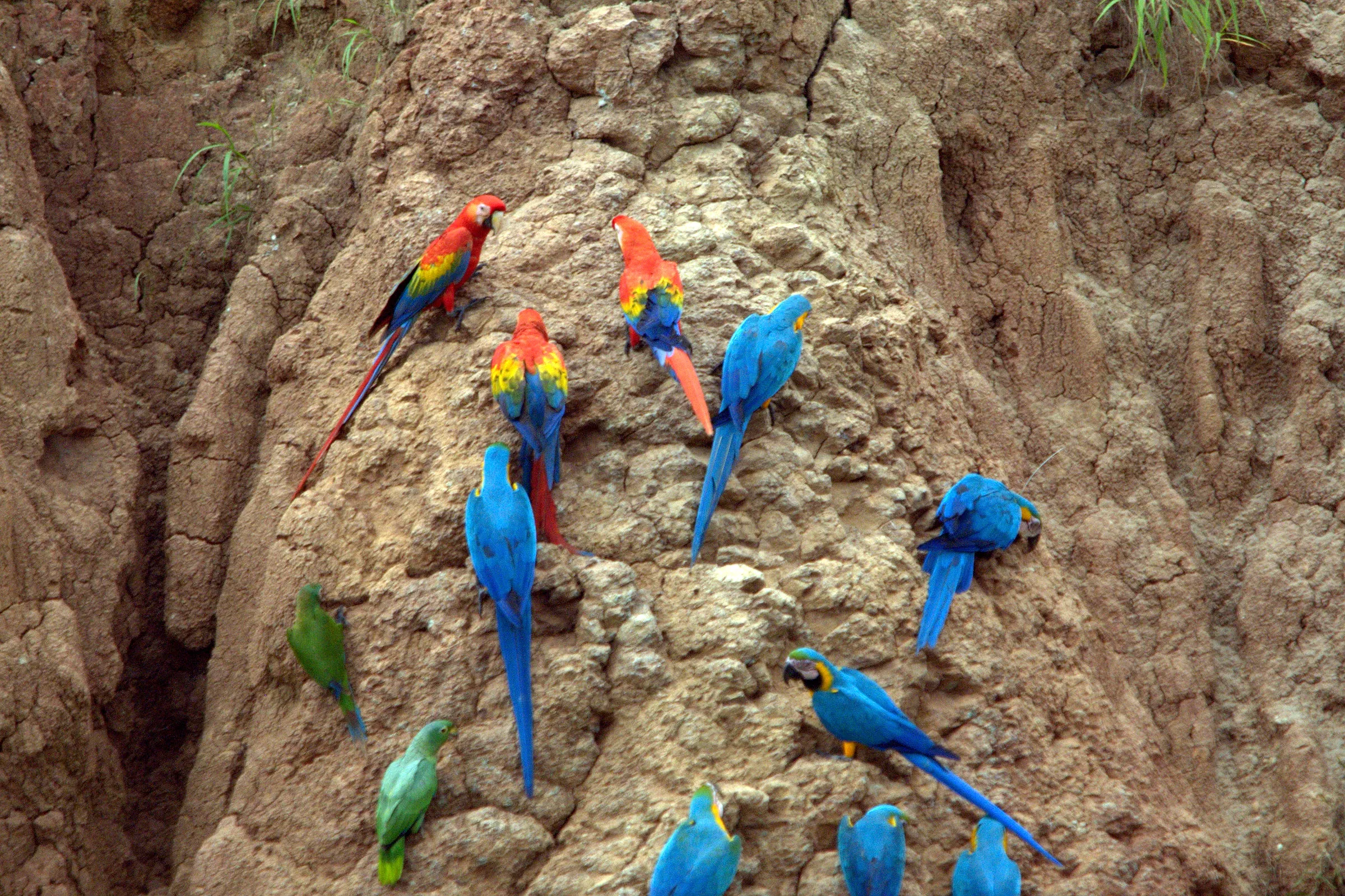 Scarlet and blue-and-yellow macaws on the clay face of a lick in the Tambopata National Reserve