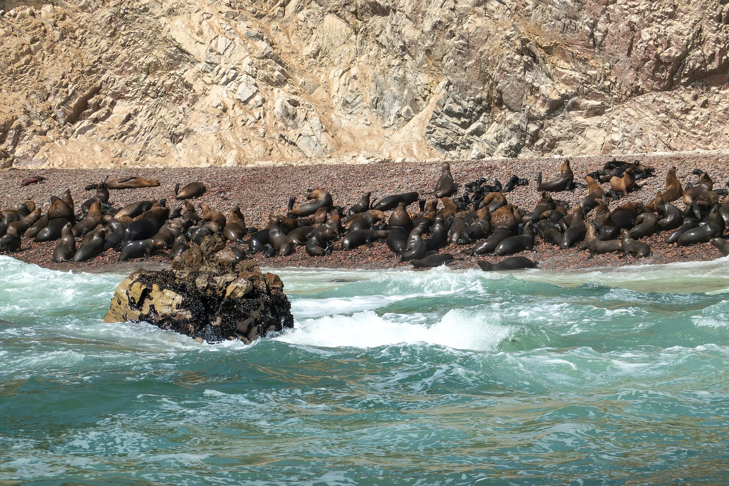 Sea lions crowded on a rocky beach of the Ballestas Islands, with the surf in front
